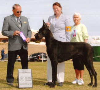 black great dane chamption luther